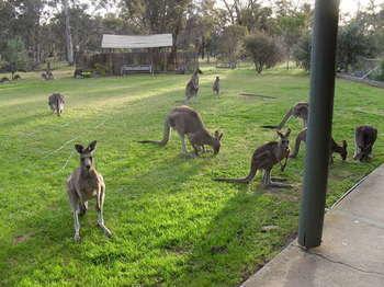Stawell Holiday Cottages Buitenkant foto